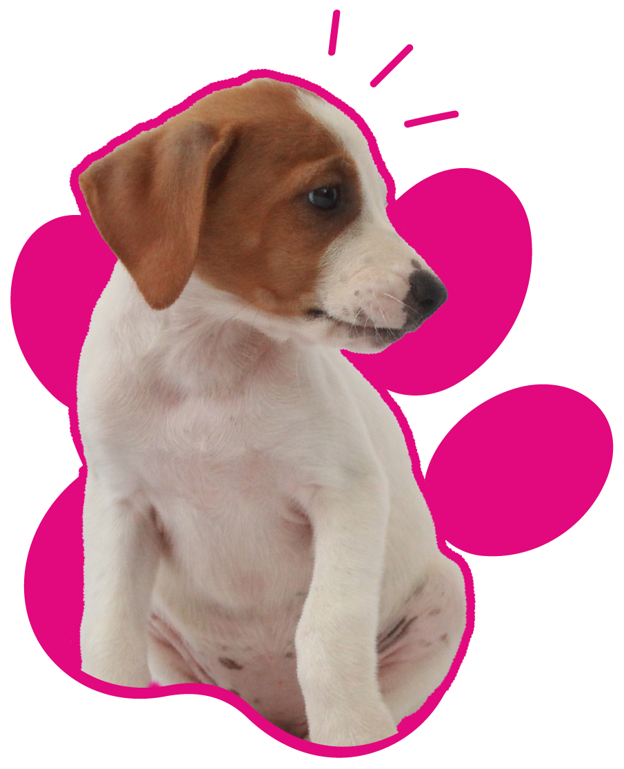 Perrito aventura con causa
